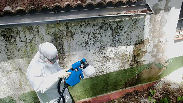 Trusted Crawl Space Mold Removal service in Belleair Beach, FL - Cheap Mold Removal
